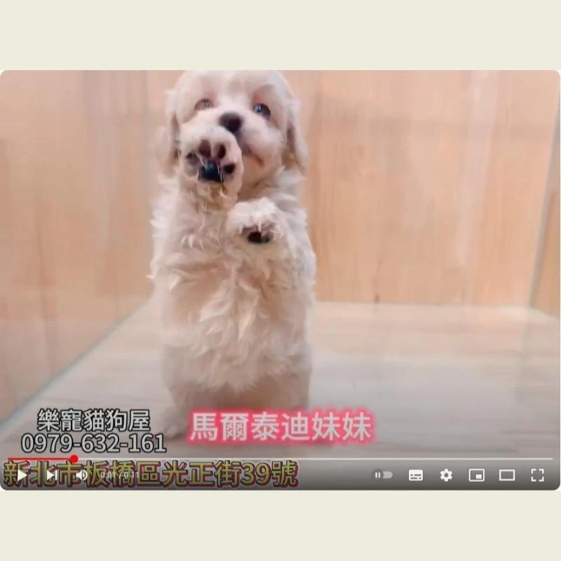 馬爾泰迪妹妹,馬爾濟斯