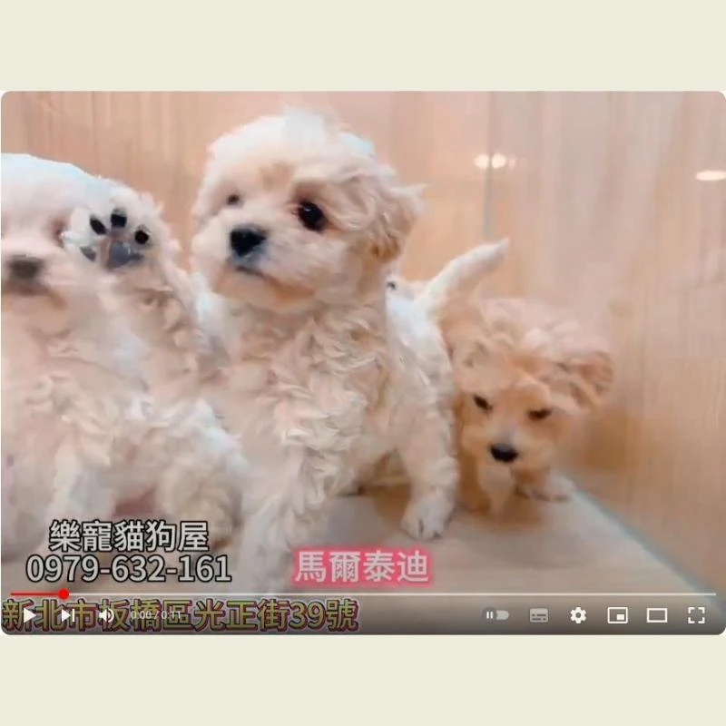 馬爾泰迪,馬爾濟斯