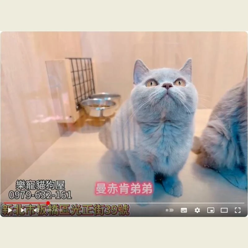 曼赤肯弟弟,曼赤肯,曼赤肯幼貓