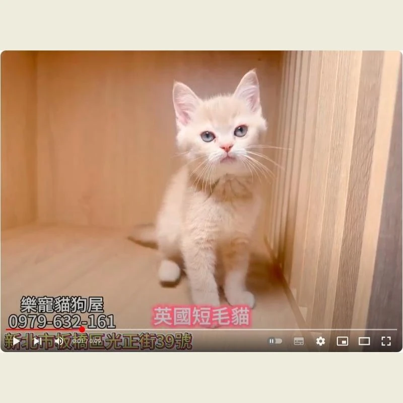 英國短毛貓