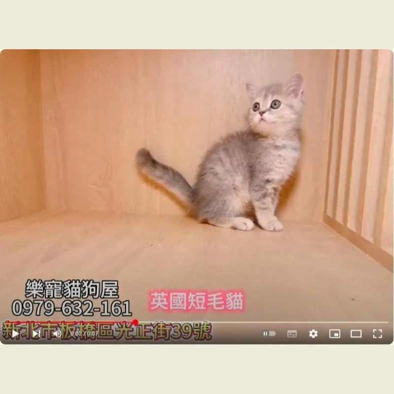英國短毛貓,英短,英短幼貓