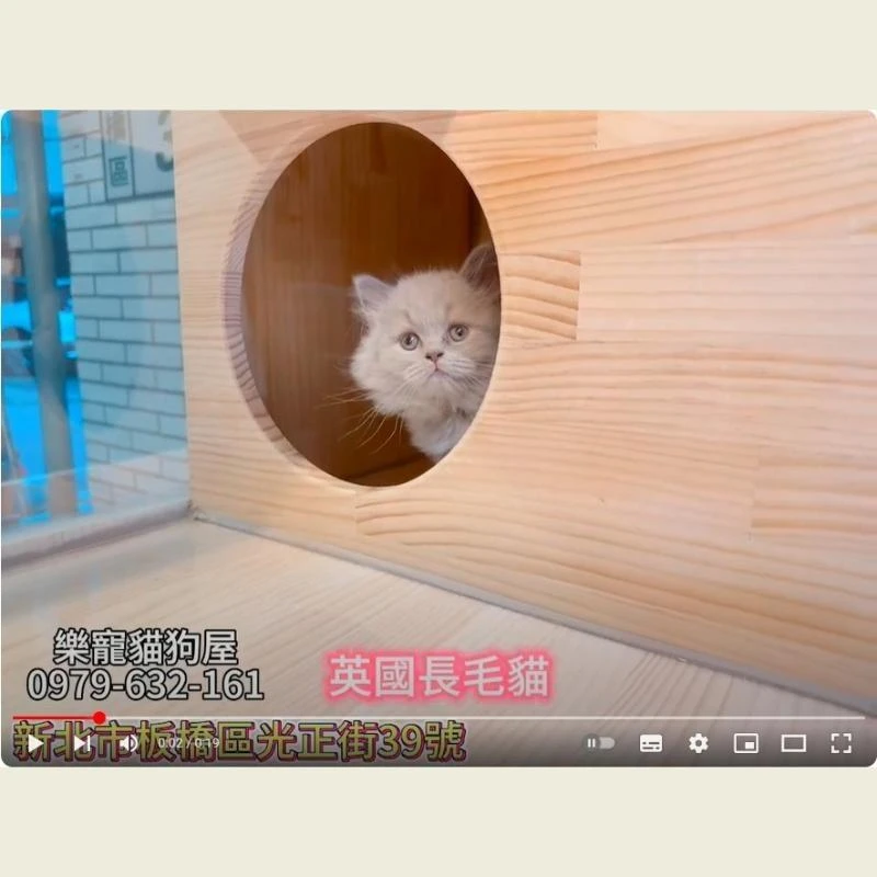 英國長毛貓