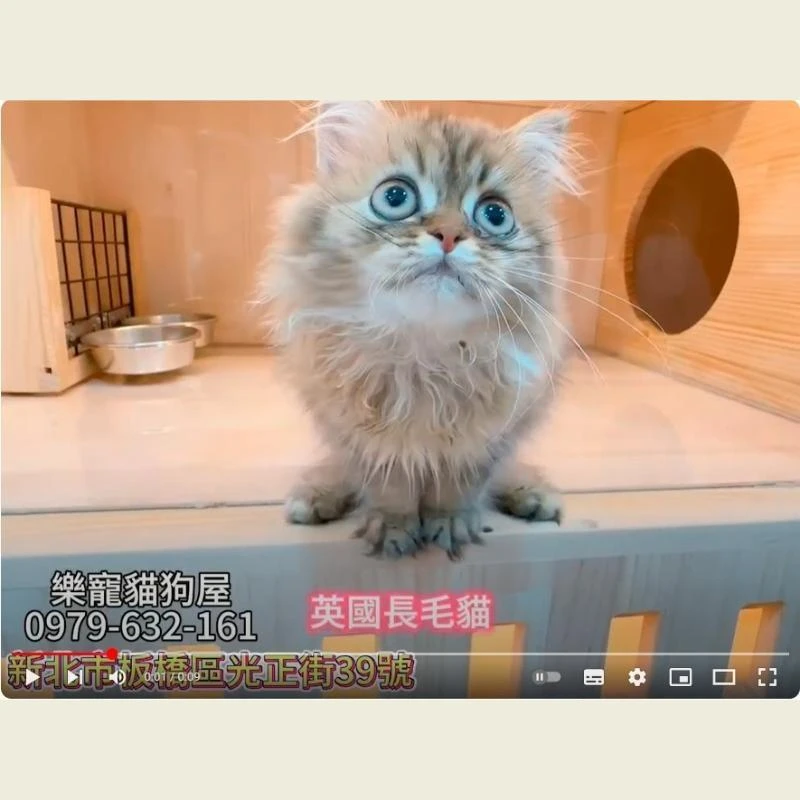 英國長毛貓,英長