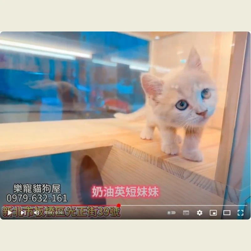 奶油英短妹妹,英短