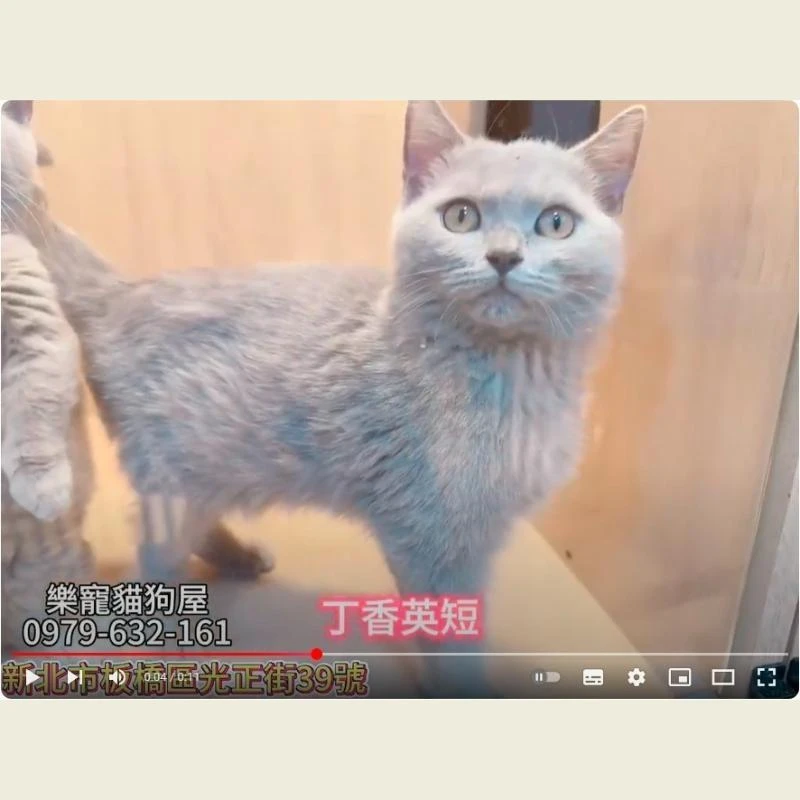 丁香英短,英短,英短幼貓