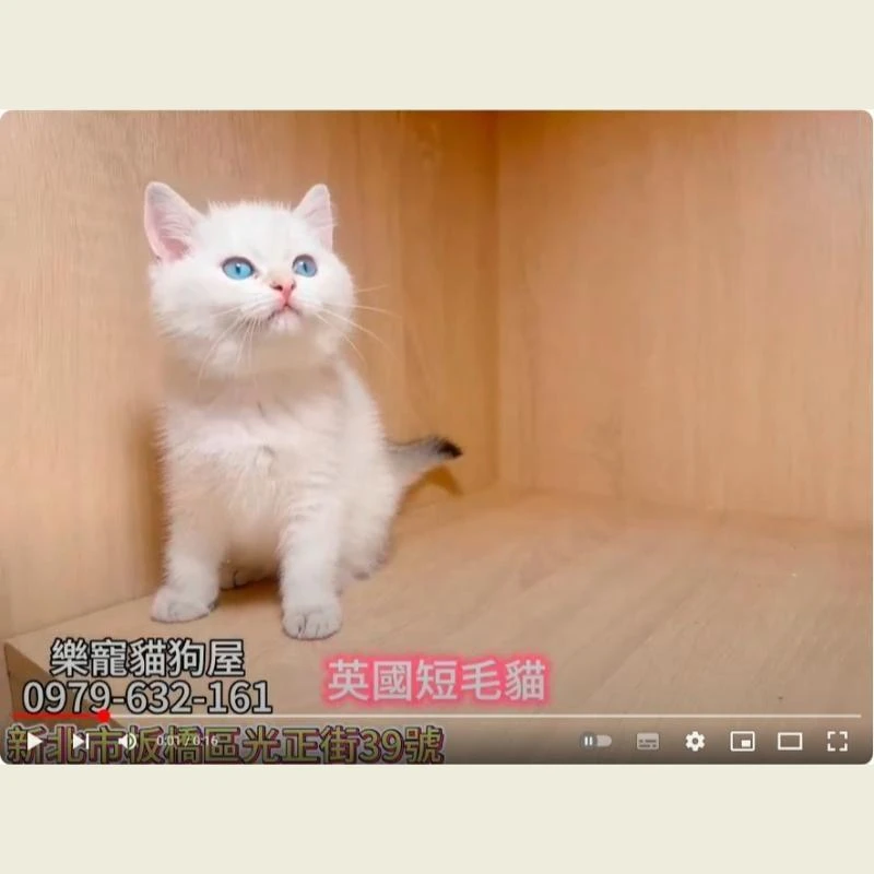 英國短毛貓,英短
