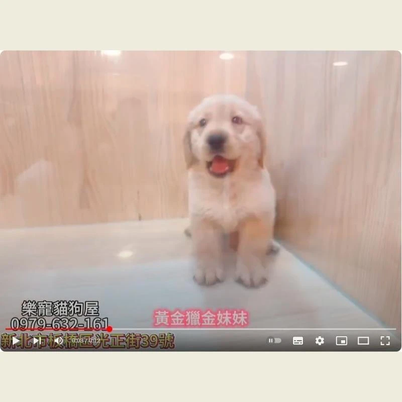 黃金獵金妹妹,黃金獵犬