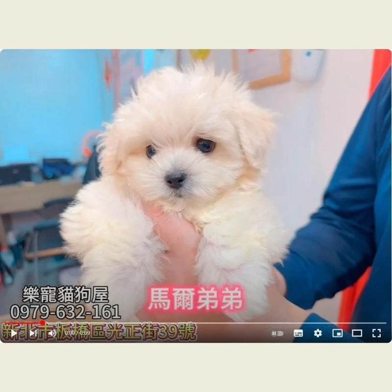 馬爾弟弟