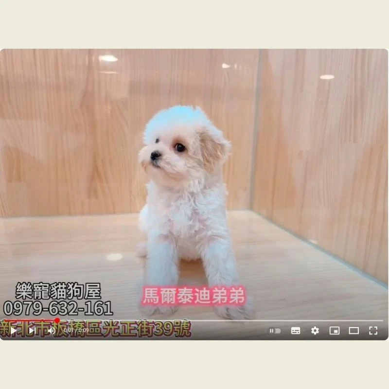 馬爾泰迪弟弟,馬爾濟斯
