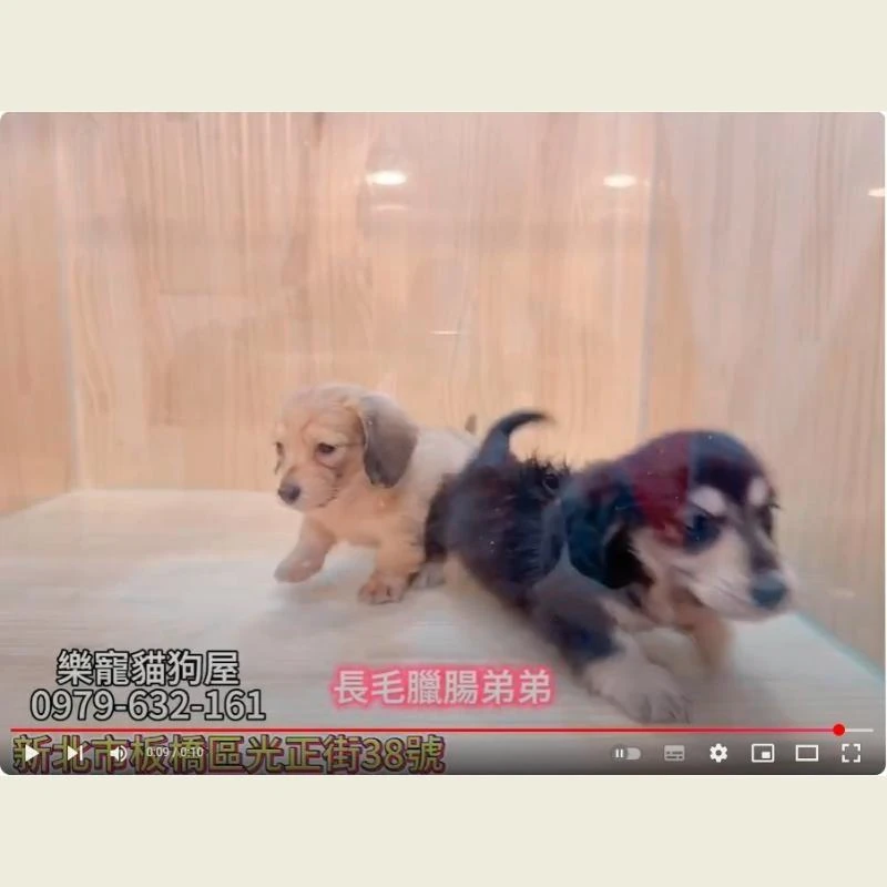 長毛臘腸弟弟,臘腸,臘腸幼犬