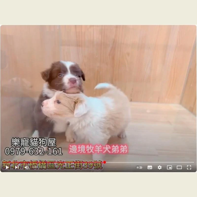 邊境牧羊犬弟弟,牧羊犬