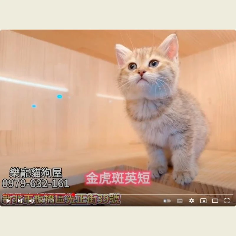 金虎斑英短,英短,英短幼貓
