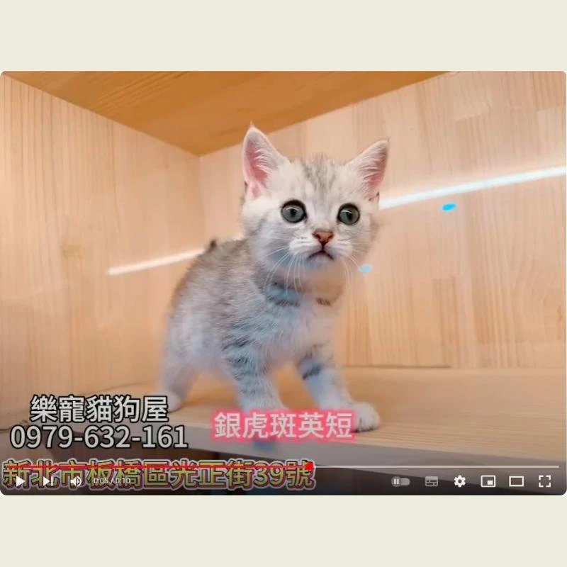 銀虎斑英短,英短,英短幼貓