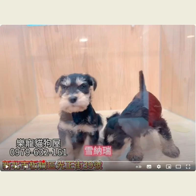 雪納瑞,雪納瑞幼犬