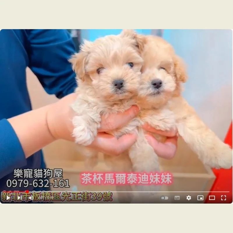 茶杯馬爾泰迪妹妹,馬爾泰迪