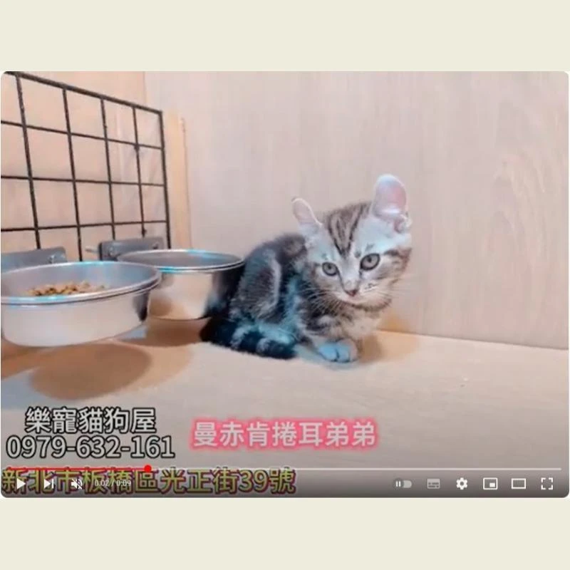 曼赤肯捲耳弟弟,曼赤肯