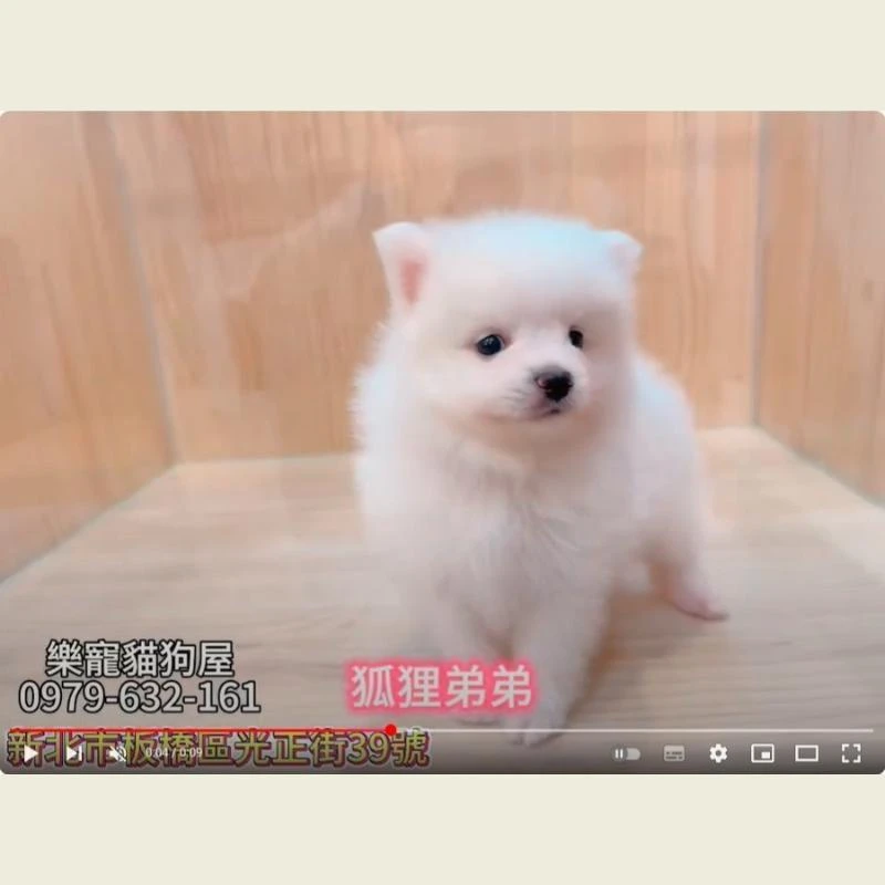 狐狸弟弟,狐狸犬