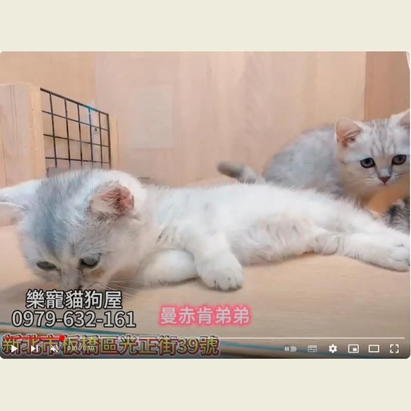 曼赤肯弟弟,曼赤肯
