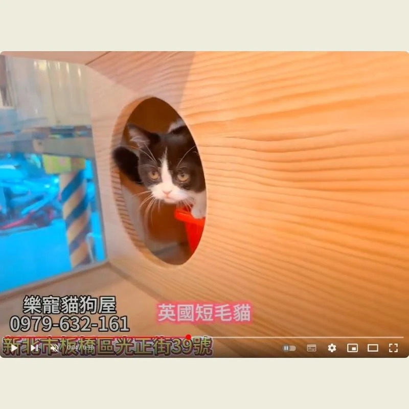 英國短毛貓,英短幼貓