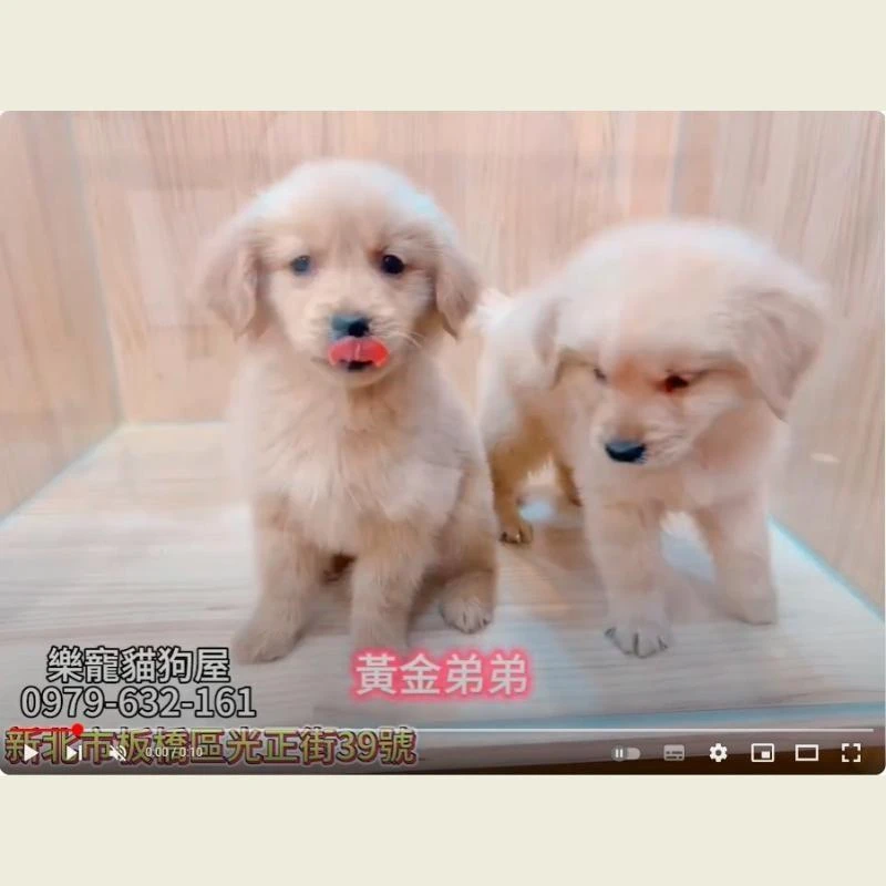 黃金弟弟,黃金獵犬