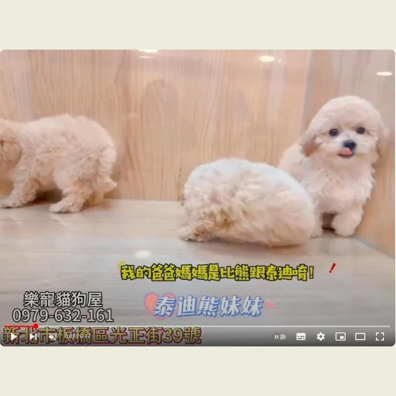 泰迪熊妹妹