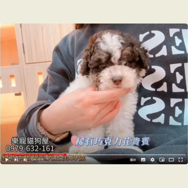 稀有巧克力花貴賓,貴賓