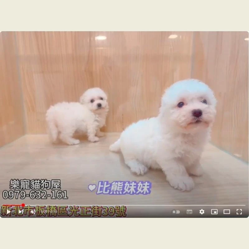 比熊妹妹,比熊犬