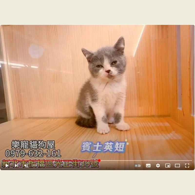 賓士英短,英短,英短幼貓