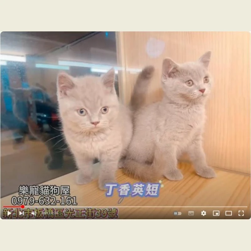 丁香英短