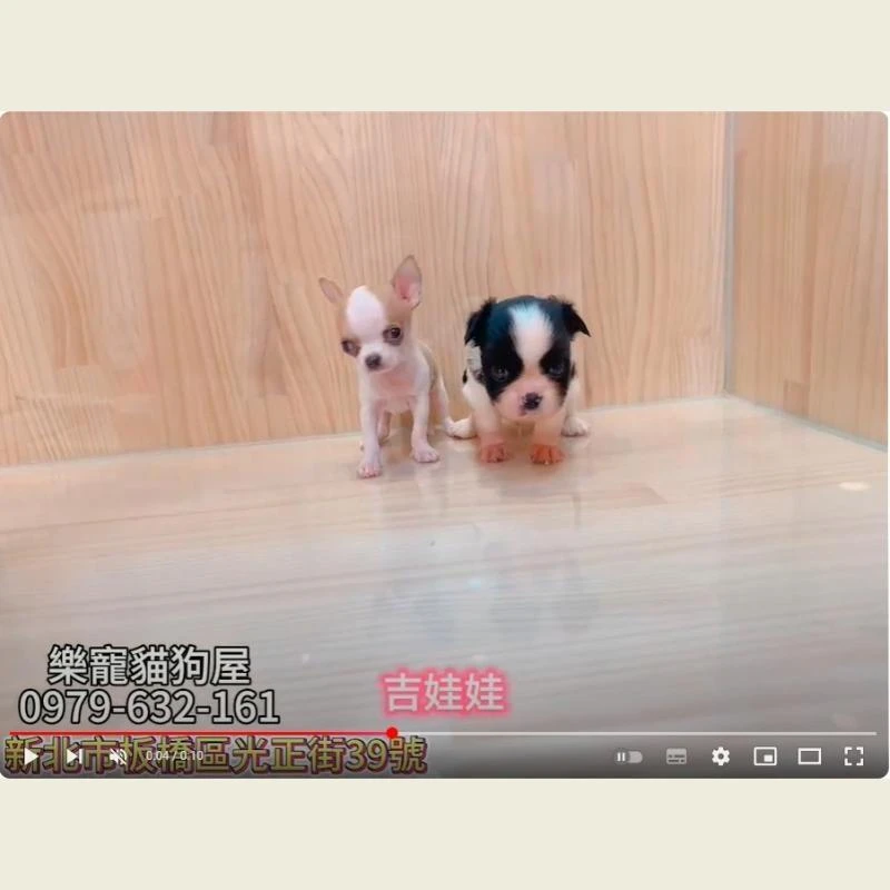 吉娃娃,吉娃娃幼犬