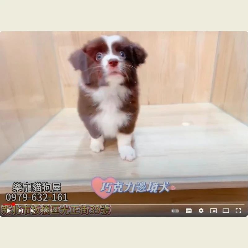 巧克力邊境犬