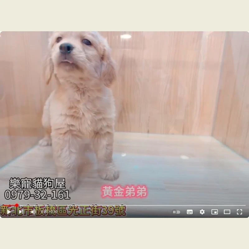 黃金弟弟,黃金獵犬