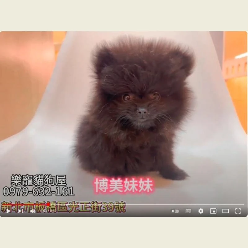 博美妹妹,博美,博美幼犬