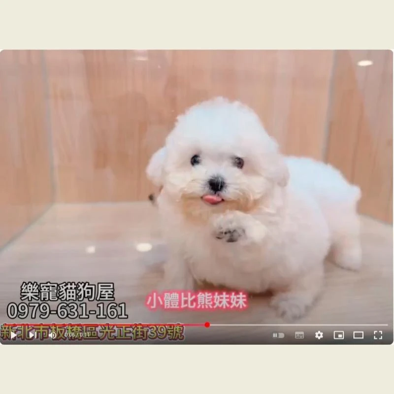 小體比熊妹妹