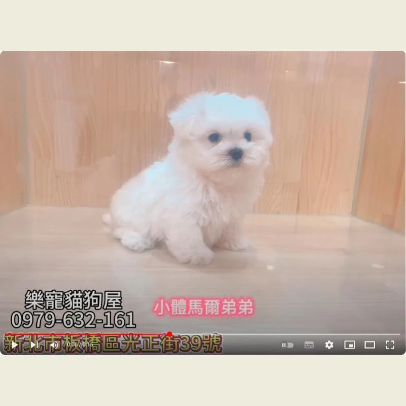 小體馬爾弟弟