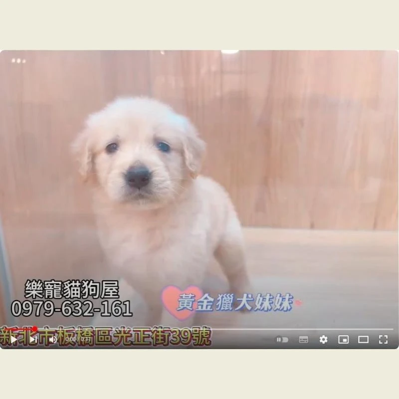 黃金獵犬妹妹