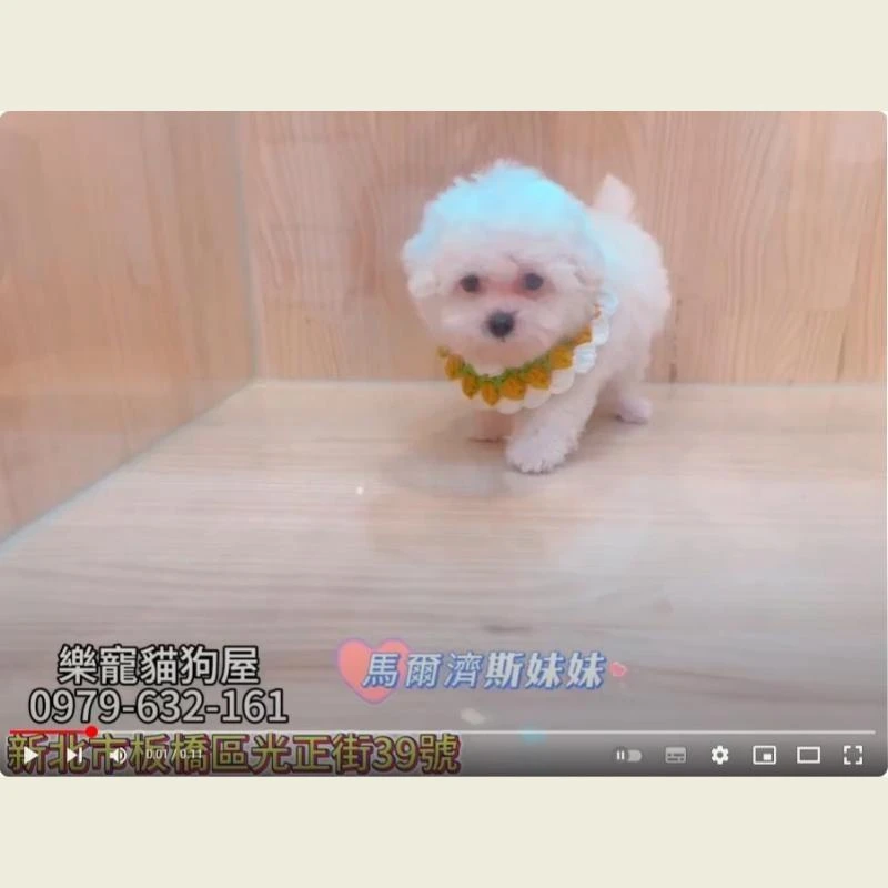 馬爾濟斯妹妹