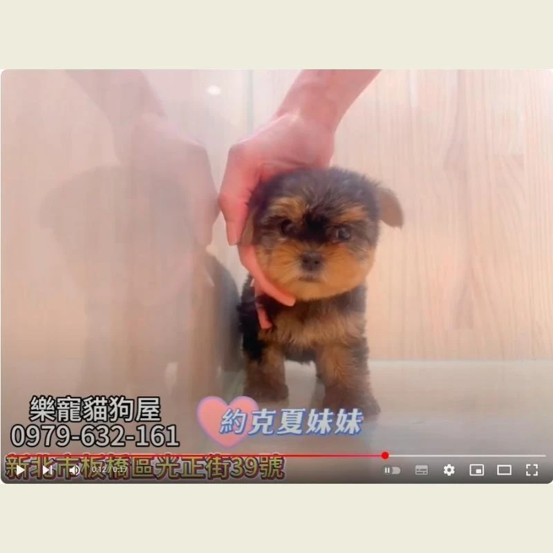 約克夏妹妹