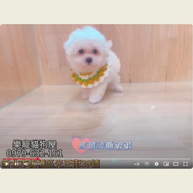 馬爾濟斯弟弟