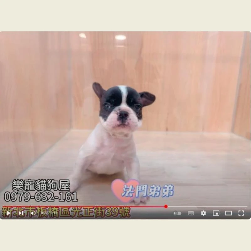 法鬥弟弟,法鬥