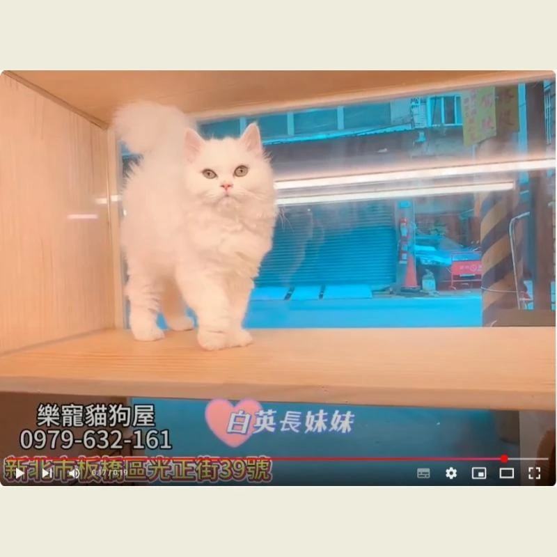 白英長妹妹,英長