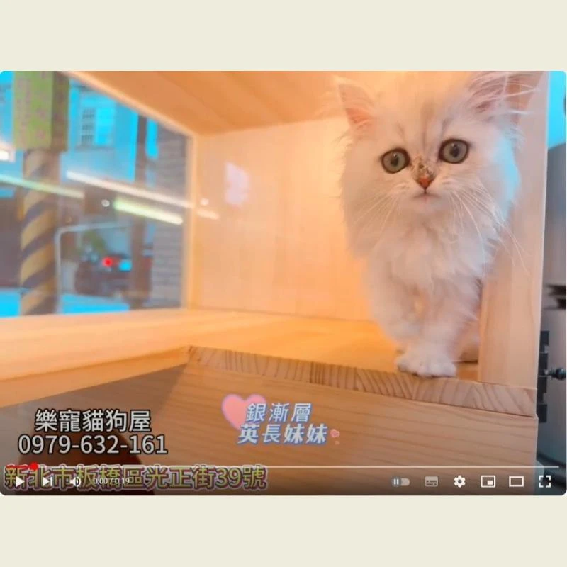 銀漸層英長妹妹,英長