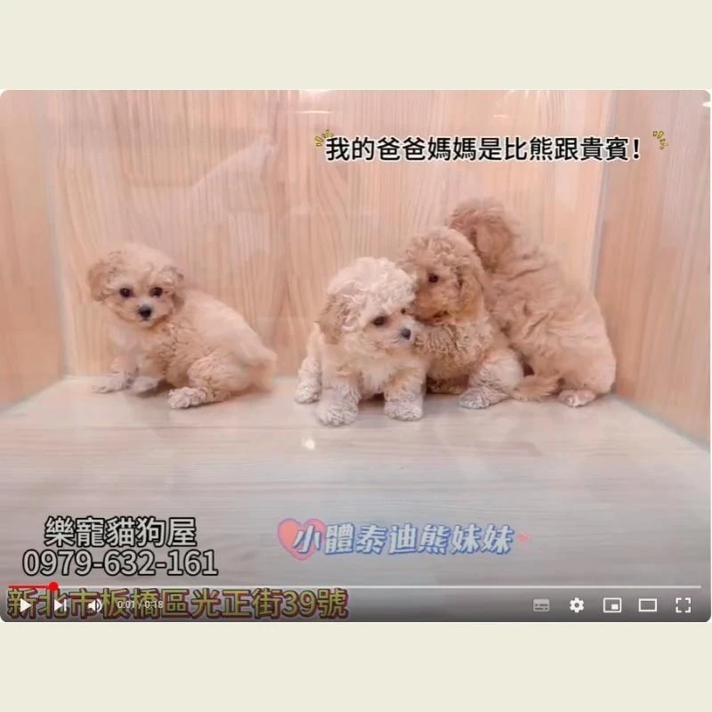 小體泰迪熊妹妹