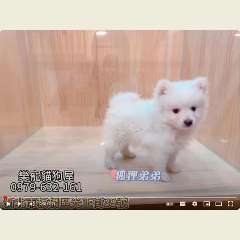 狐狸弟弟,狐狸犬