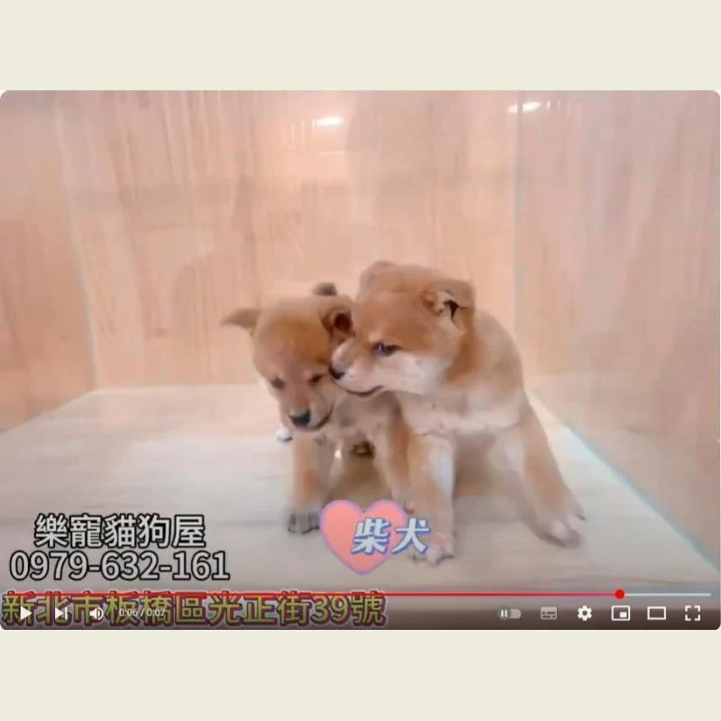 柴犬,柴犬幼犬