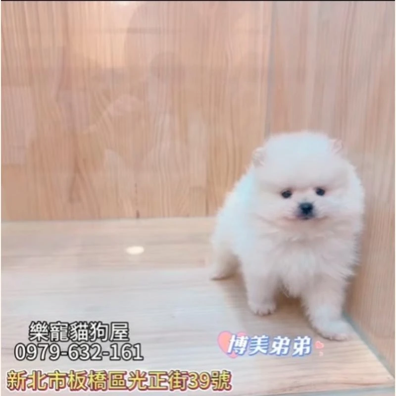 博美弟弟,博美