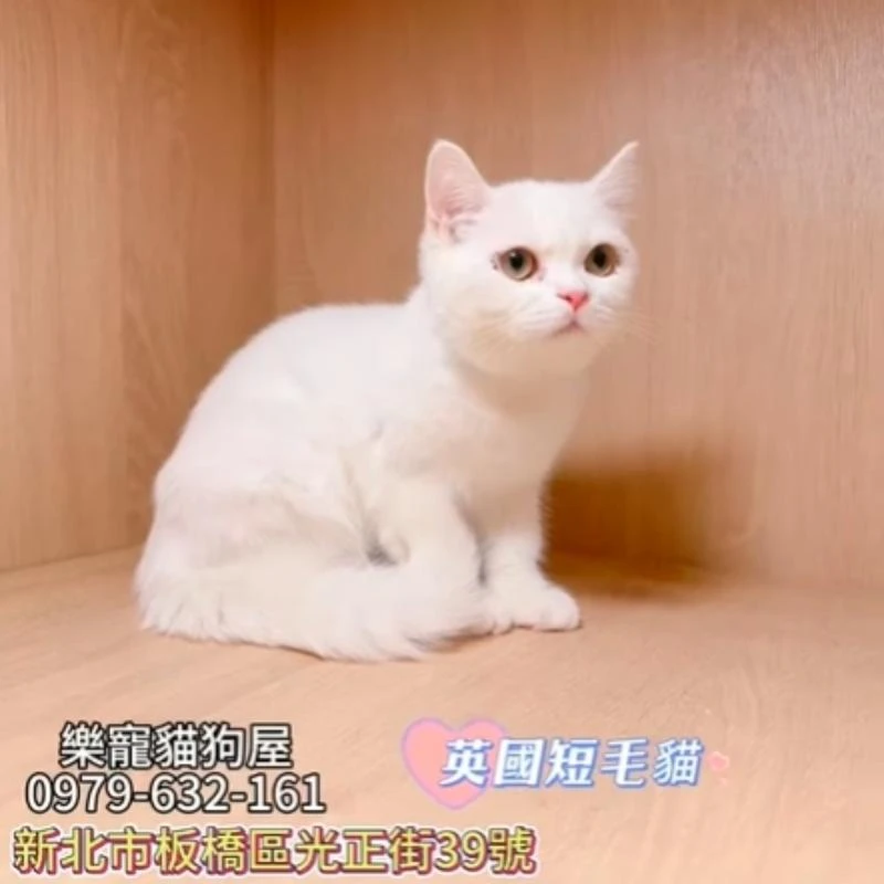 英國短毛貓