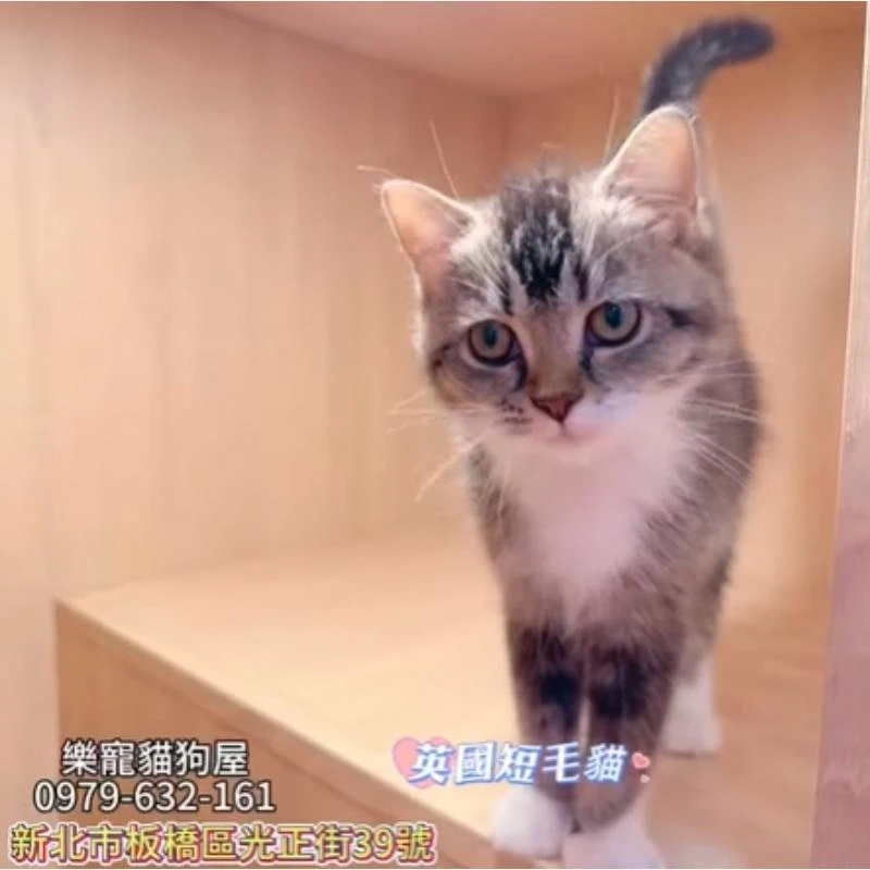 英國短毛貓,英短