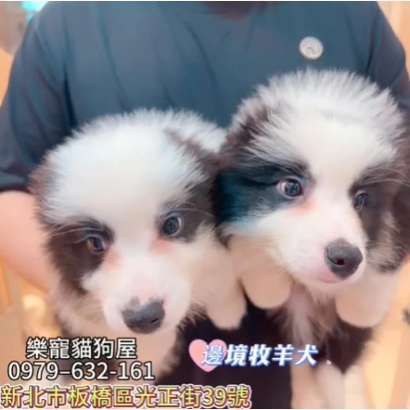 邊境牧羊犬