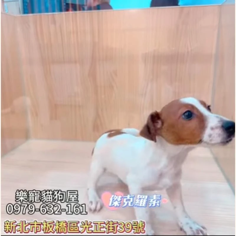 傑克羅素